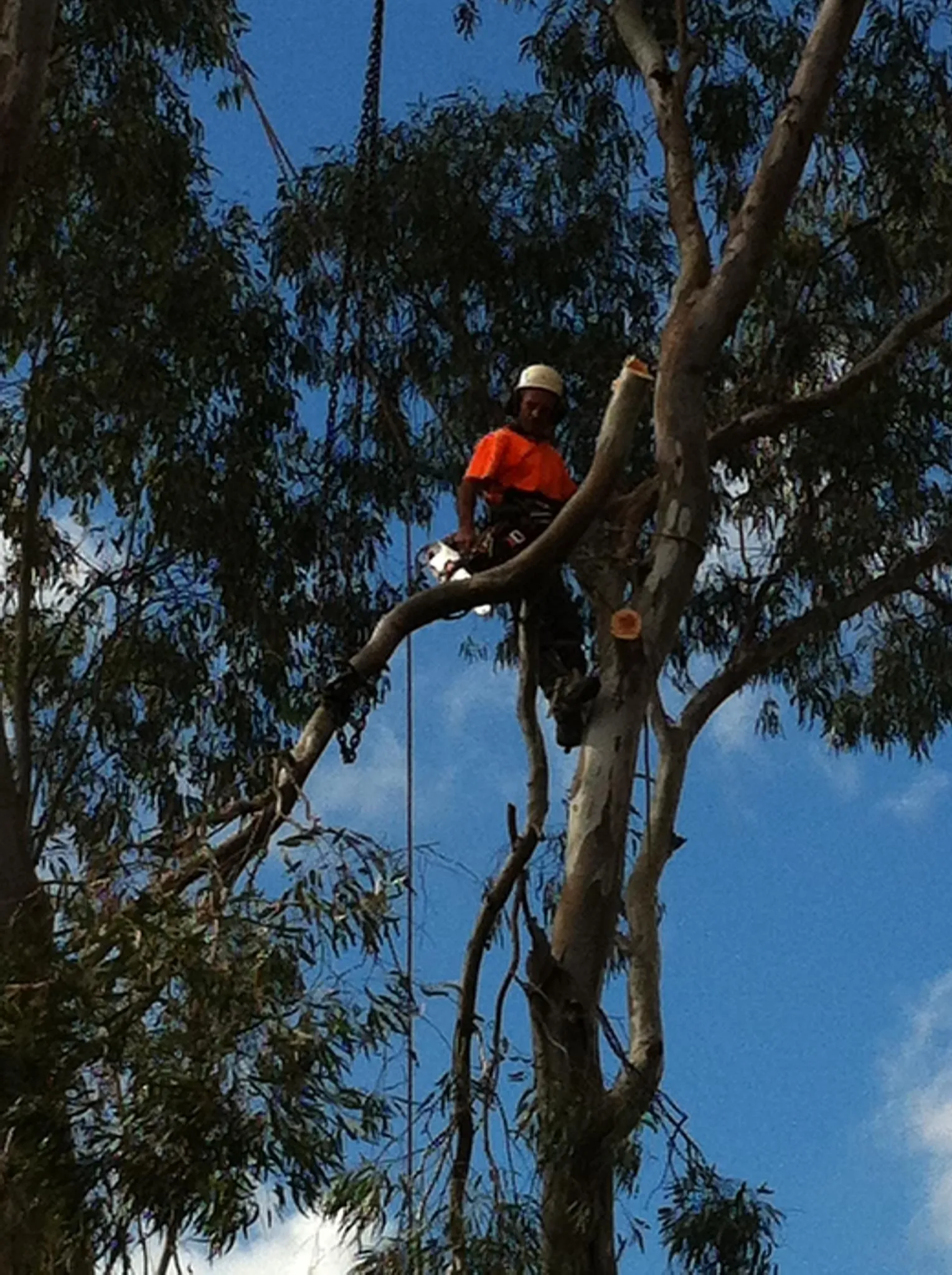 Above All arborist climbing high in a eucalypt canopy to prune it